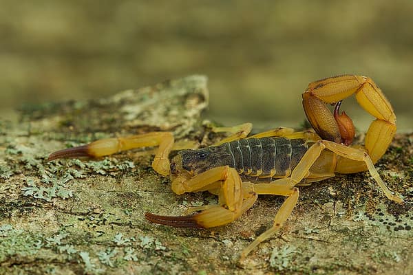 Escorpião-amarelo, de corpo escuro e patas e cauda amarelas, sobre uma pedra com musgo